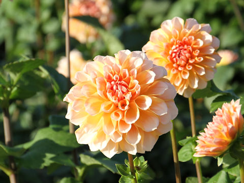 Dahlia hybrida cv. Portlight Pair Beauty