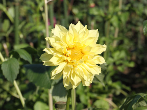 Dahlia hybrida cv. Hotarunihikari