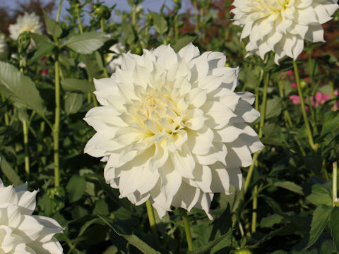 Dahlia hybrida cv. White Wedding