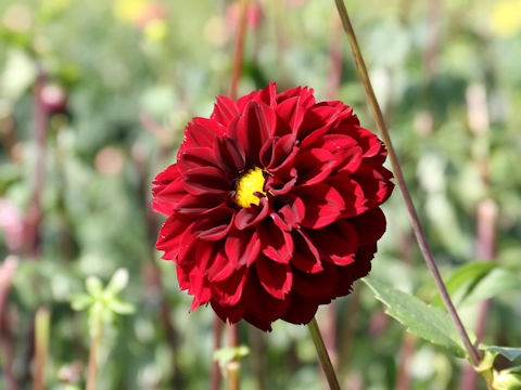 Dahlia hybrida cv. Pompom Chocola