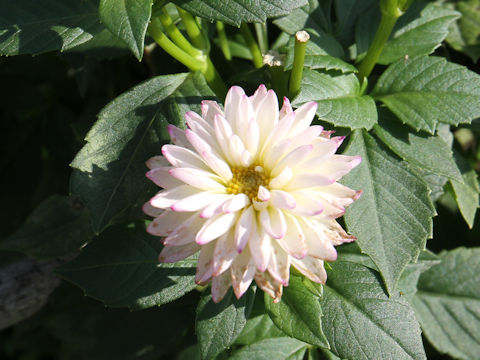 Dahlia hybrida cv. Margaret