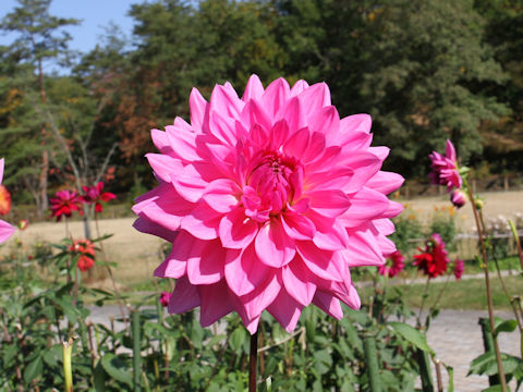 Dahlia hybrida cv. Magic Pink