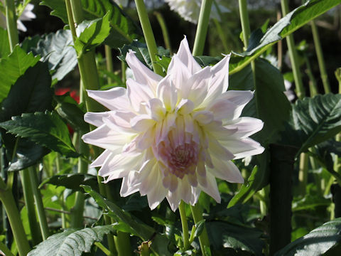 Dahlia hybrida cv. Magic Moment