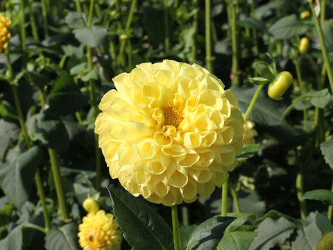 Dahlia hybrida cv. Mascot Yellow