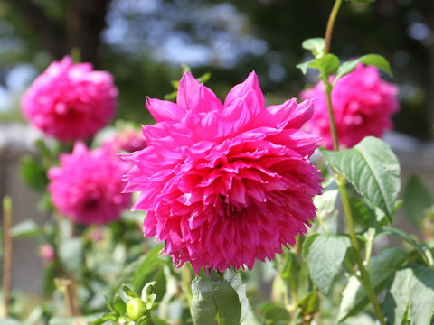 Dahlia hybrida cv. Mas Michael