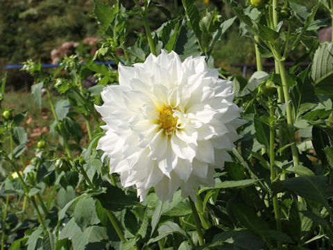 Dahlia hybrida cv. Madame Jerry