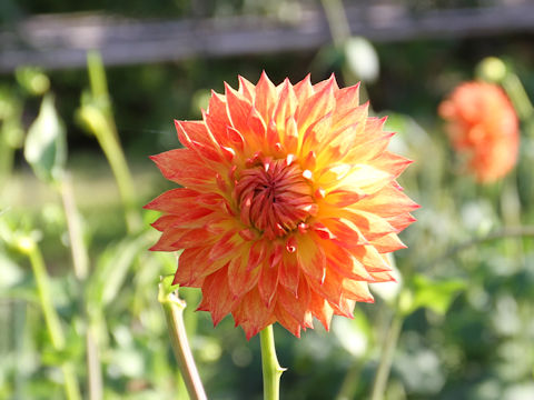 Dahlia hybrida cv. Madoka