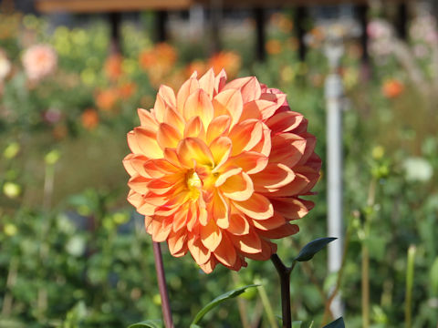 Dahlia hybrida cv. Marimari