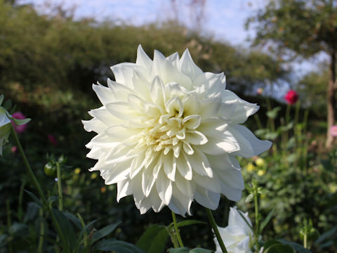 Dahlia hybrida cv. Marine Snow