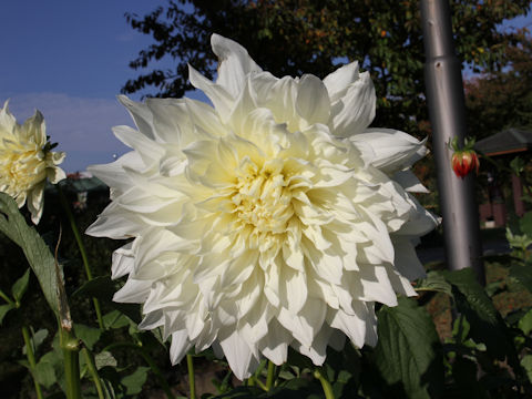 Dahlia hybrida cv. Malcolm's White