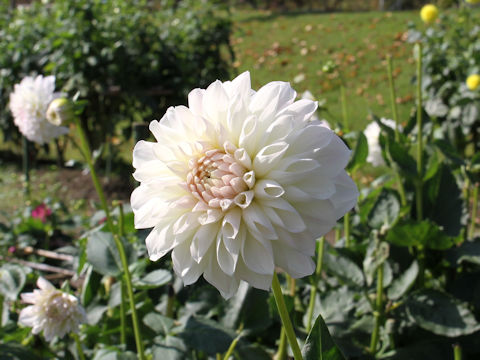 Dahlia hybrida cv. Misty