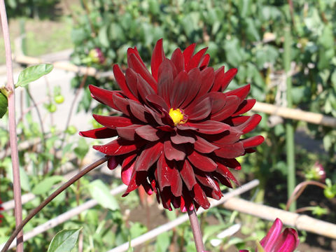 Dahlia hybrida cv. Mizou Noir