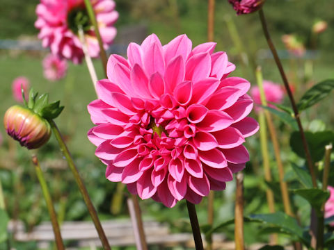 Dahlia hybrida cv. Mitchan