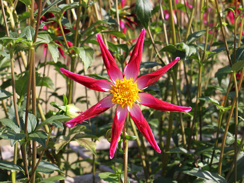 Dahlia hybrida cv. Midnight Star