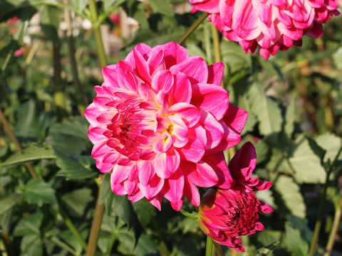 Dahlia hybrida cv. Mini Smile