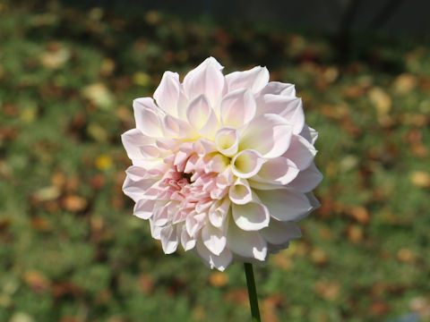 Dahlia hybrida cv. Milky Beach