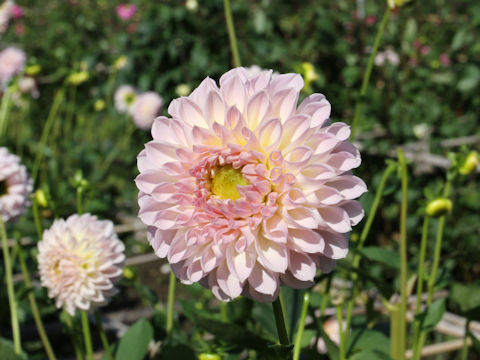 Dahlia hybrida cv. Moomin