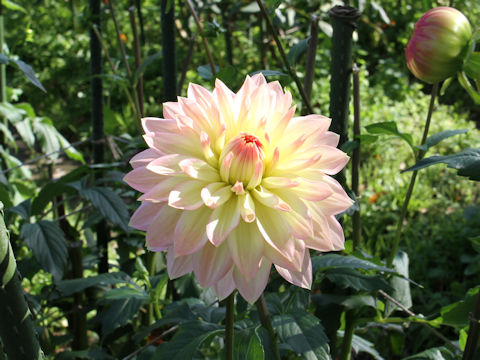 Dahlia hybrida cv. Moon Waltz