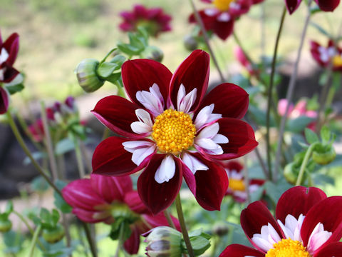 Dahlia hybrida cv. Mary Everline