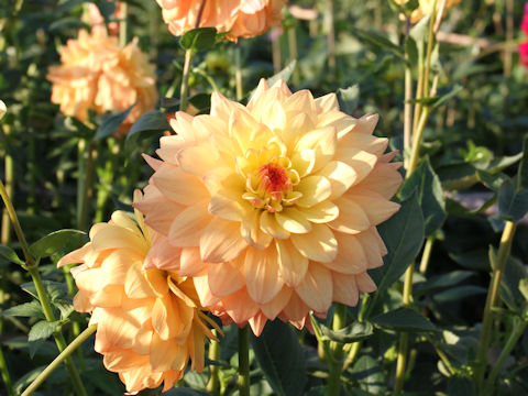 Dahlia hybrida cv. Meguriai