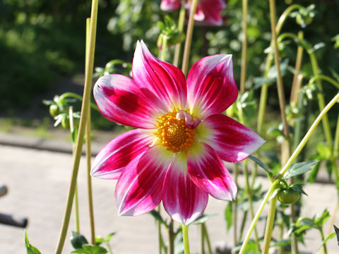 Dahlia hybrida cv. Yuko