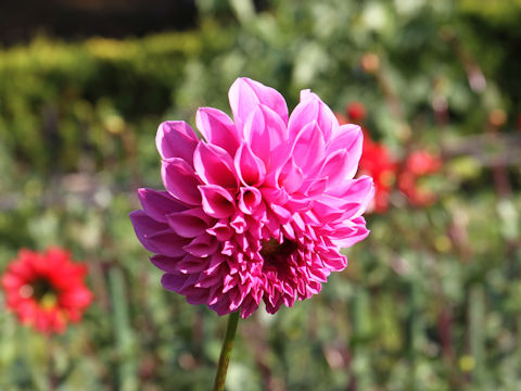 Dahlia hybrida cv. Uni Ball