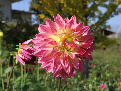 Dahlia hybrida cv. Love Special