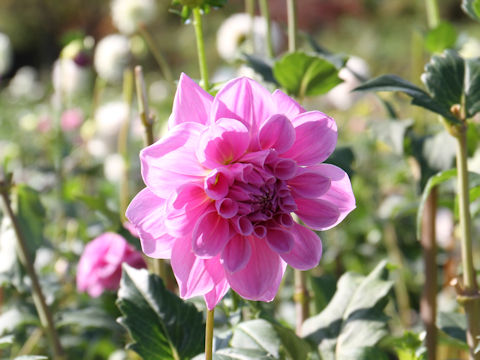 Dahlia hybrida cv. Lavender Beauty