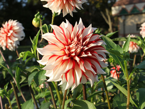 Dahlia hybrida cv. LaLaLa