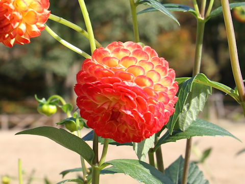 Dahlia hybrida cv. Lismore Sunset