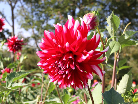 Dahlia hybrida cv. Lydia Suckow