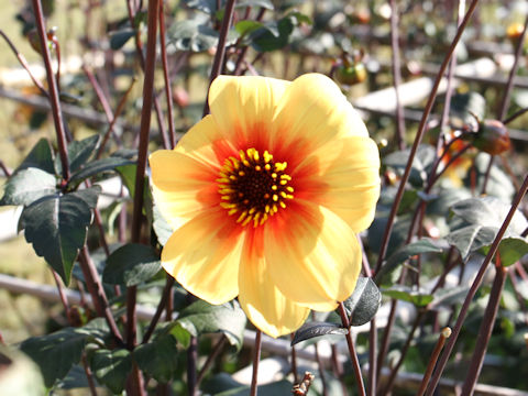 Dahlia hybrida cv. Le Croco