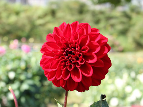 Dahlia hybrida cv. Lupin