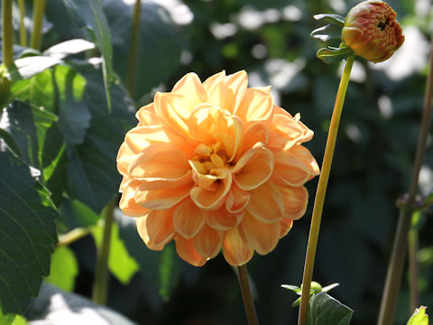 Dahlia hybrida cv. Runrun