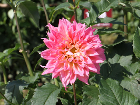 Dahlia hybrida cv. Lakeview Curly