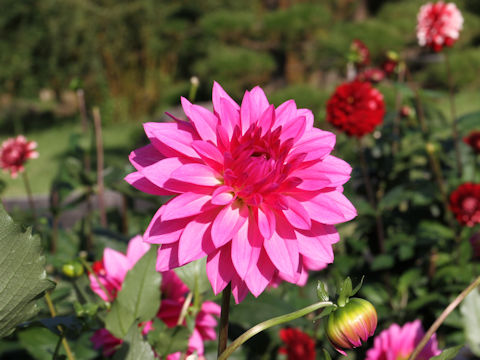 Dahlia hybrida cv. Reiko