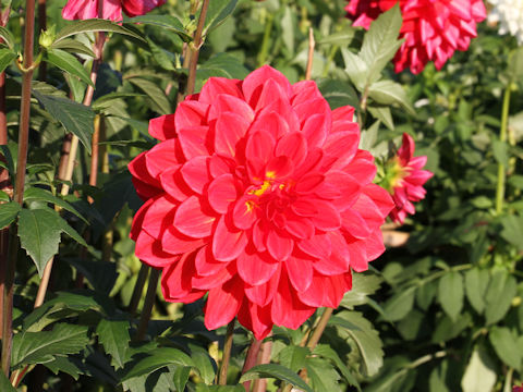 Dahlia hybrida cv. Red Venus