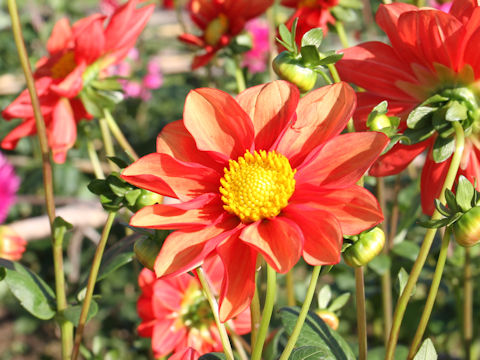 Dahlia hybrida cv. Red Clover