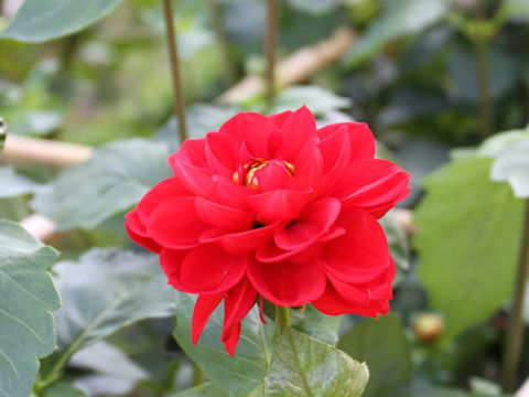 Dahlia hybrida cv. Red Seed