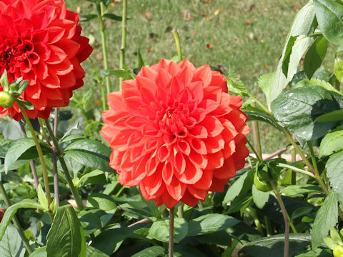 Dahlia hybrida cv. Red Bell