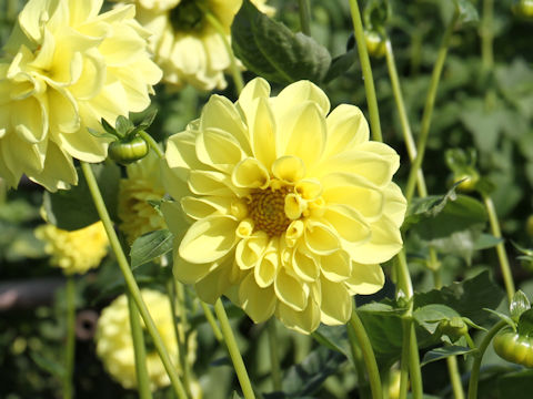 Dahlia hybrida cv. Lemon Curd