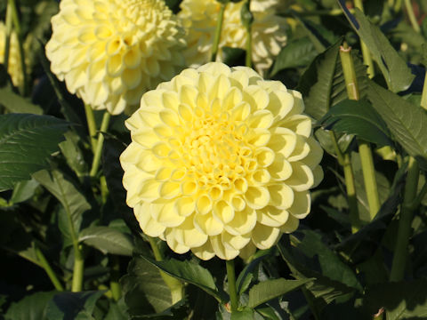 Dahlia hybrida cv. Lemon Soda