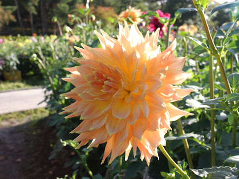 Dahlia hybrida cv. Lloyd Huston