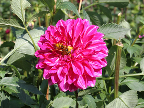 Dahlia hybrida cv. Rose Mary