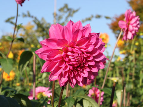 Dahlia hybrida cv. Wassan Pink