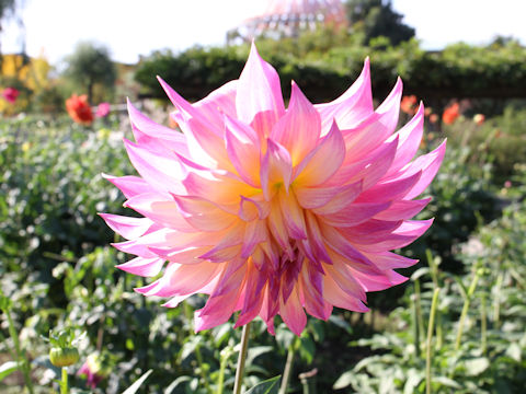 Dahlia hybrida cv. Ainosono