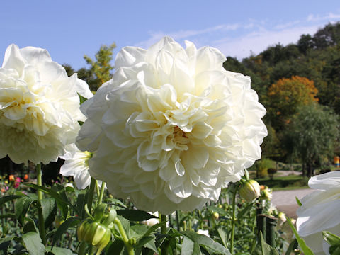 Dahlia hybrida cv. Ainomebae