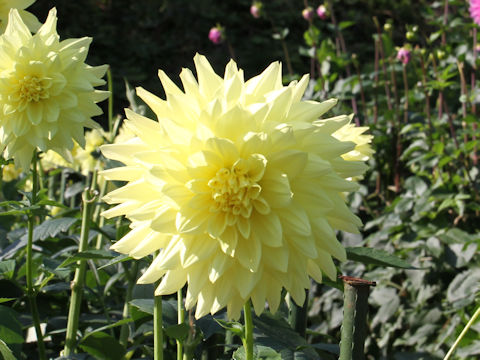 Dahlia hybrida cv. Ittosei