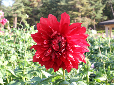 Dahlia hybrida cv. Uchu