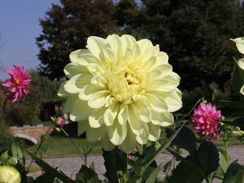 Dahlia hybrida cv. Ungetsu